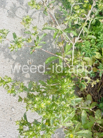 cinquefoil, silvery